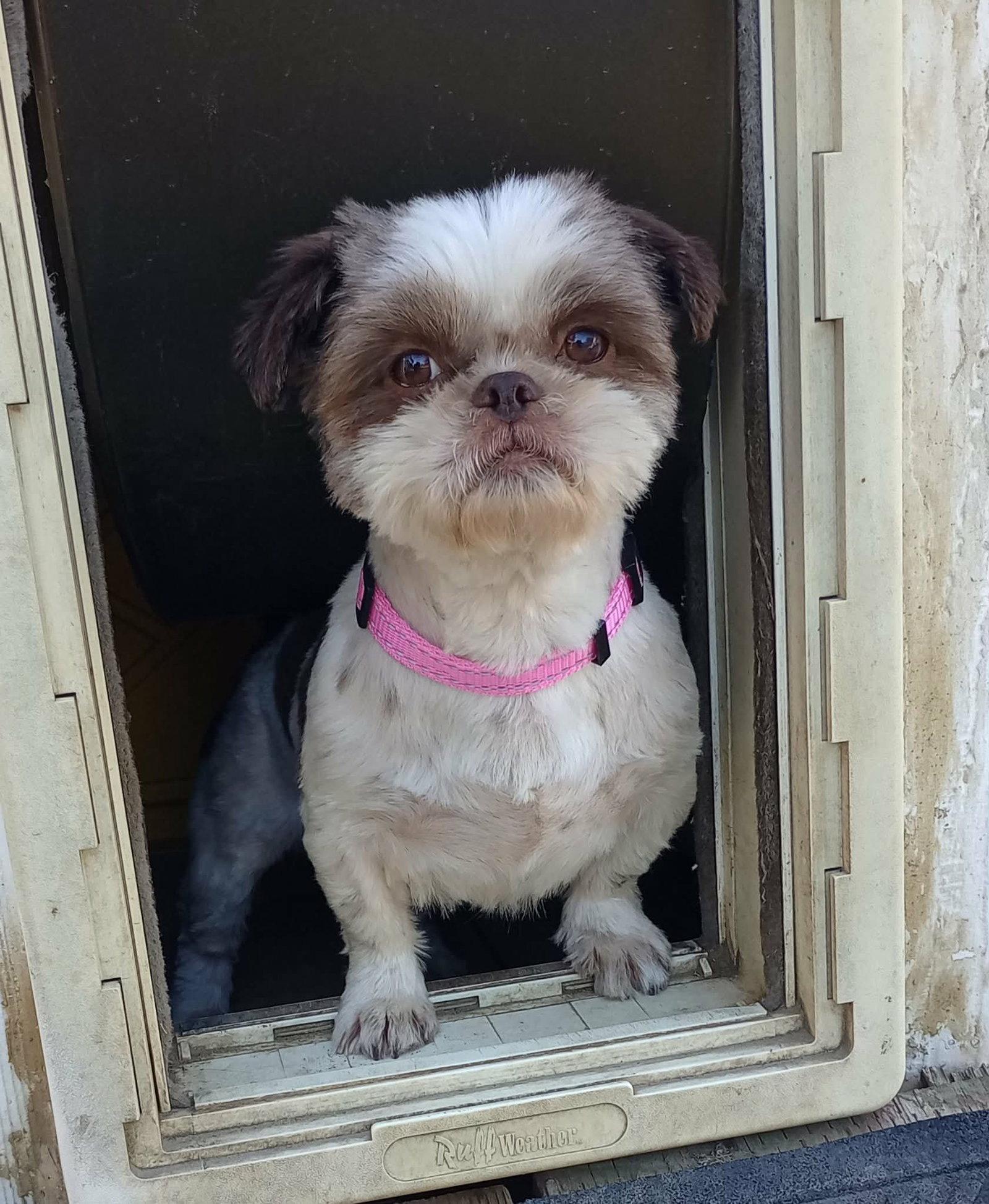 Enlarge Daisy, a Adopted Shih Tzu in Visalia, CA image 1/3