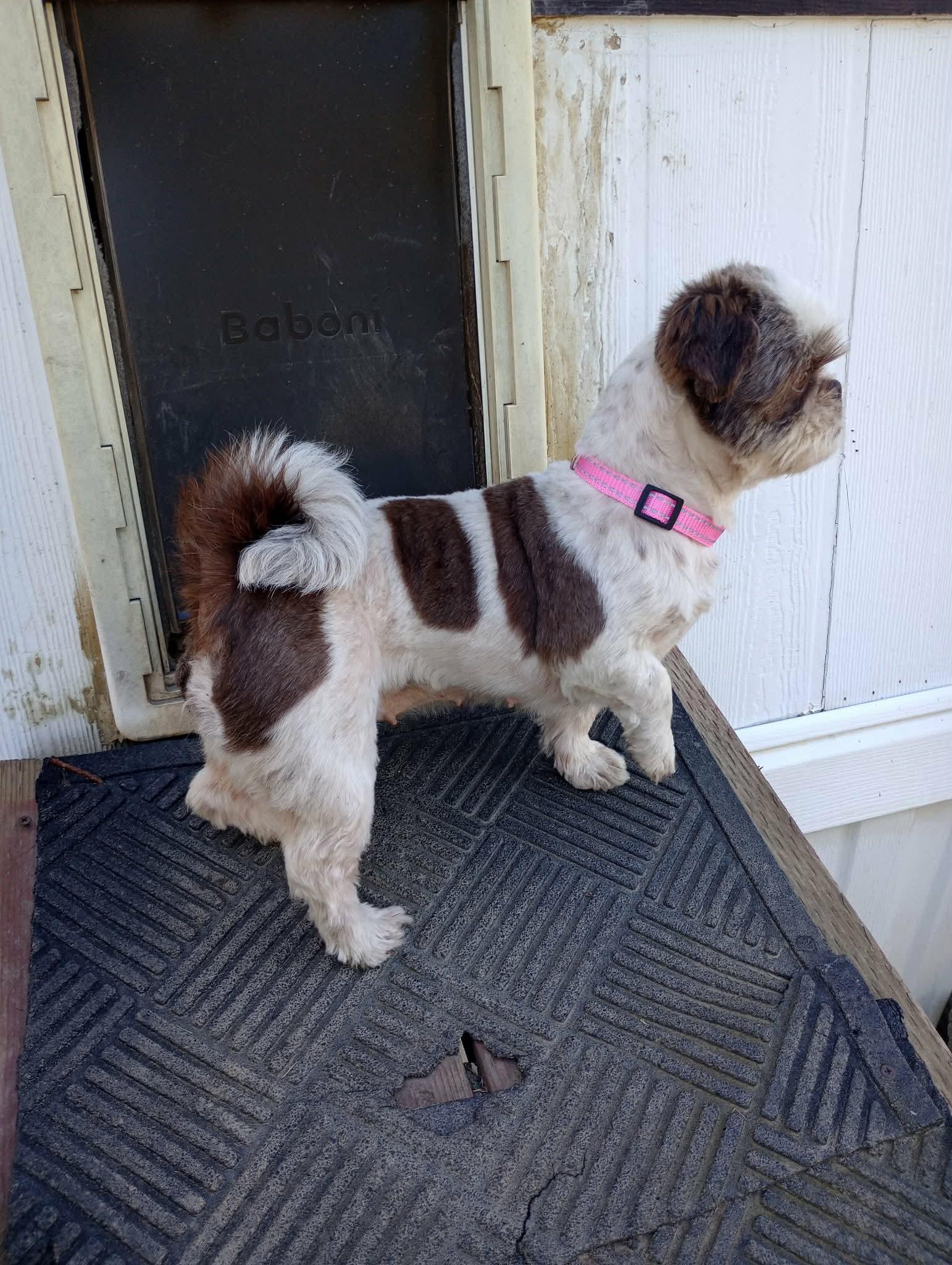 Enlarge Daisy, a Adopted Shih Tzu in Visalia, CA image 2/3