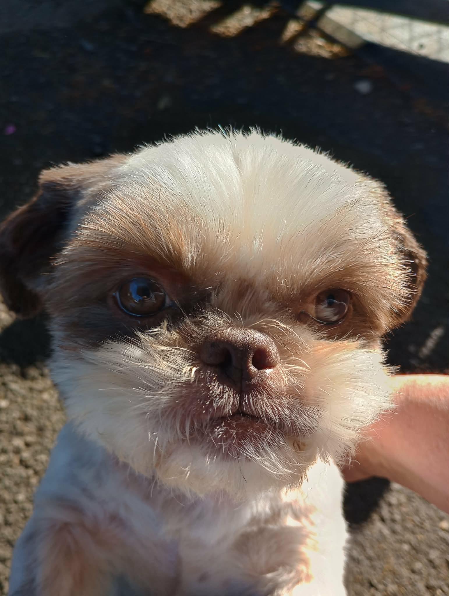 Enlarge Daisy, a Adopted Shih Tzu in Visalia, CA image 3/3