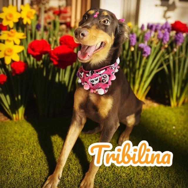 Tribi, Adoptable, Young Female Doberman Pinscher & Terrier.