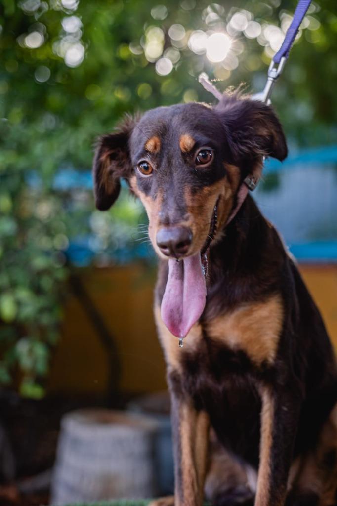 Enlarge Tribi, a Adoptable mixed breed in Anacortes, WA image 1/6