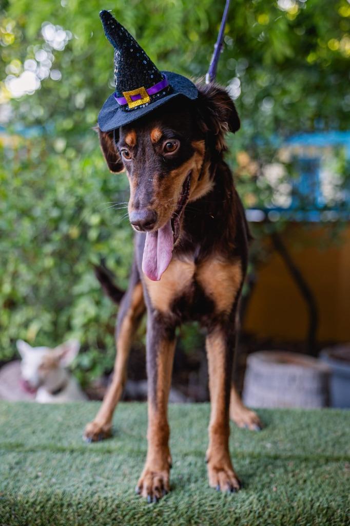 Enlarge Tribi, a Adoptable mixed breed in Anacortes, WA image 2/6