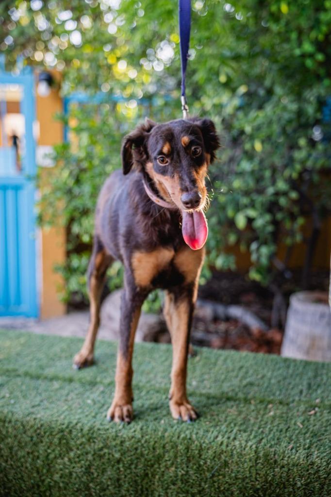 Enlarge Tribi, a Adoptable mixed breed in Anacortes, WA image 3/6