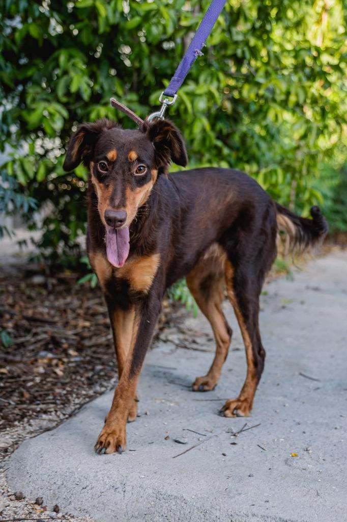 Enlarge Tribi, a Adoptable mixed breed in Anacortes, WA image 4/6