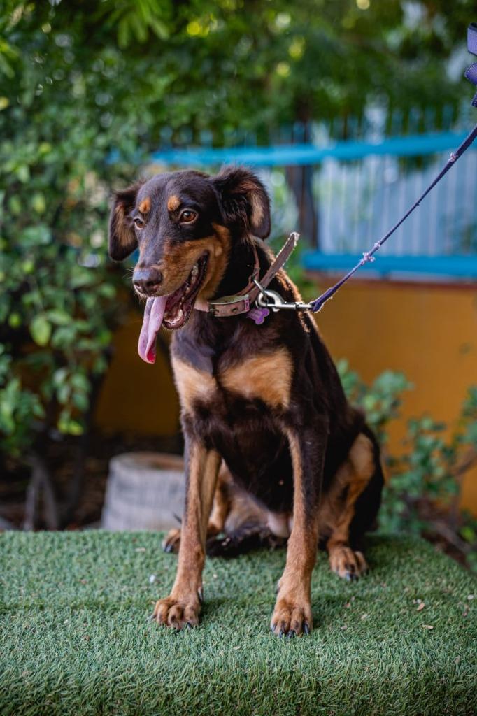 Enlarge Tribi, a Adoptable mixed breed in Anacortes, WA image 5/6