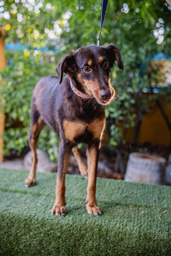 Enlarge Tribi, a Adoptable mixed breed in Anacortes, WA image 6/6