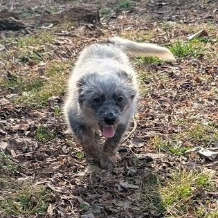 Enlarge Maya Fey, a Adoptable mixed breed in Raleigh, NC image 1/6