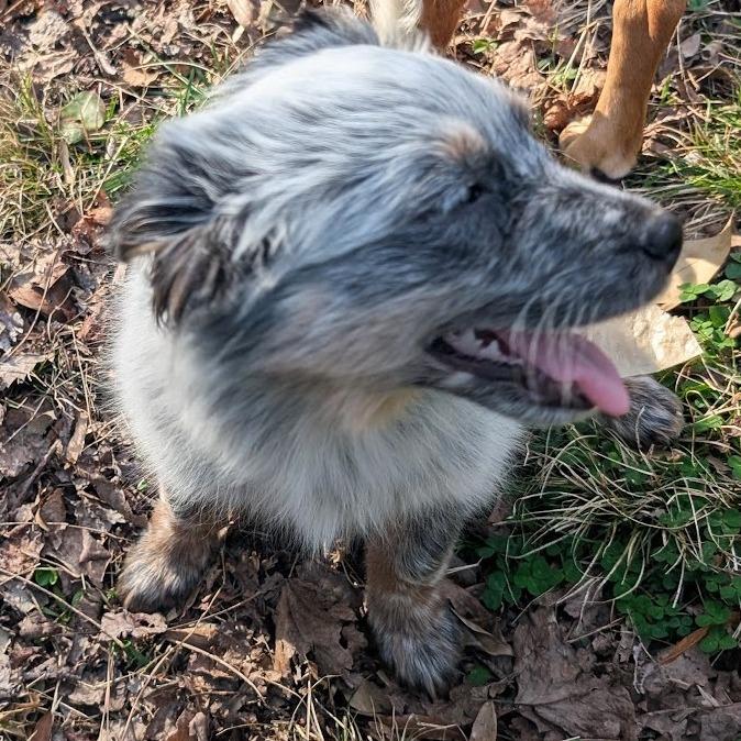 Enlarge Maya Fey, a Adoptable mixed breed in Raleigh, NC image 2/6