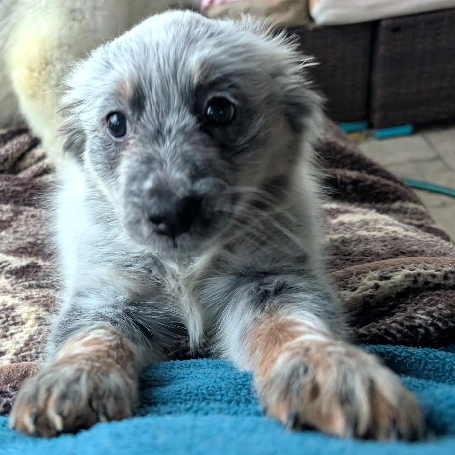 Enlarge Maya Fey, a Adoptable mixed breed in Raleigh, NC image 3/6