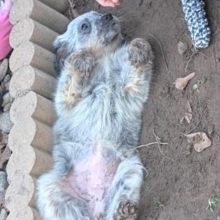 Enlarge Maya Fey, a Adoptable mixed breed in Raleigh, NC image 4/6