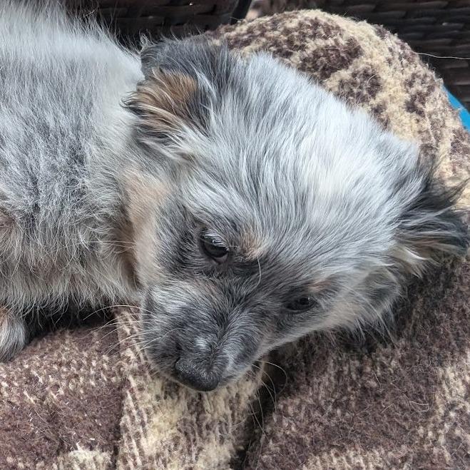 Enlarge Maya Fey, a Adoptable mixed breed in Raleigh, NC image 5/6