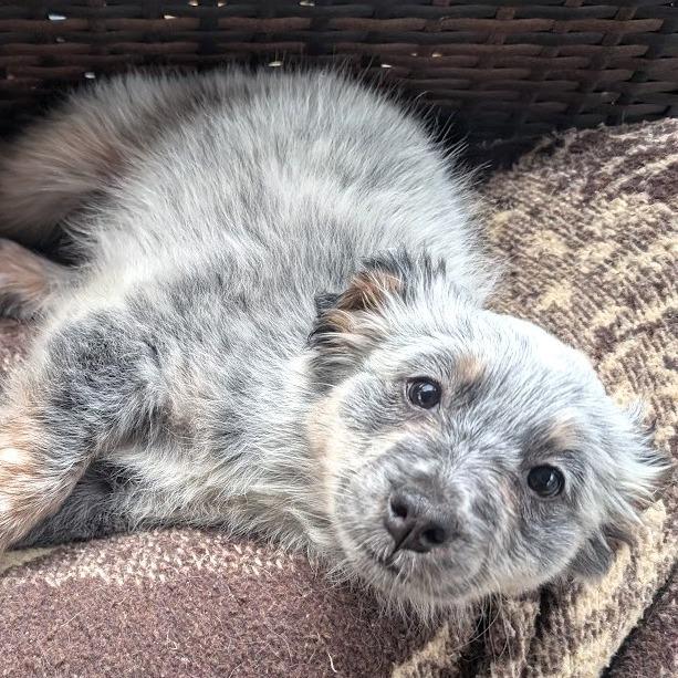 Enlarge Maya Fey, a Adoptable mixed breed in Raleigh, NC image 6/6