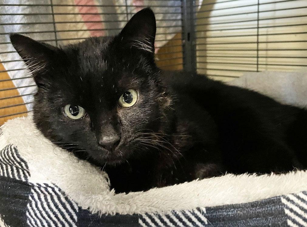 Enlarge Turbine, a Adoptable Domestic Short Hair in Colorado Springs, CO image 1/3