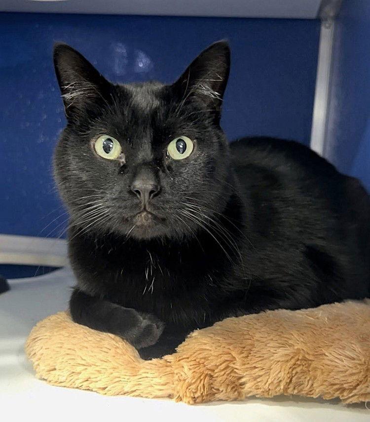 Enlarge Turbine, a Adoptable Domestic Short Hair in Colorado Springs, CO image 2/3