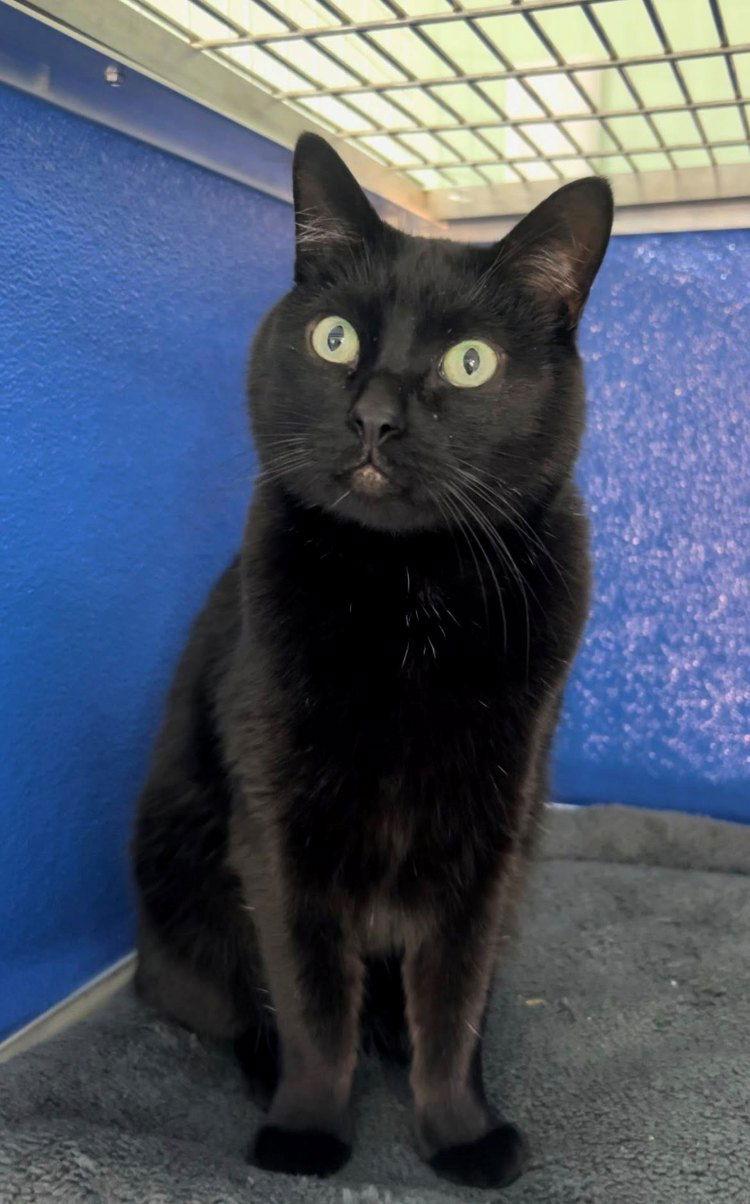 Enlarge Turbine, a Adoptable Domestic Short Hair in Colorado Springs, CO image 3/3