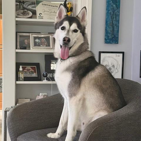 Benjy, Adoptable, Adult Male Siberian Husky.