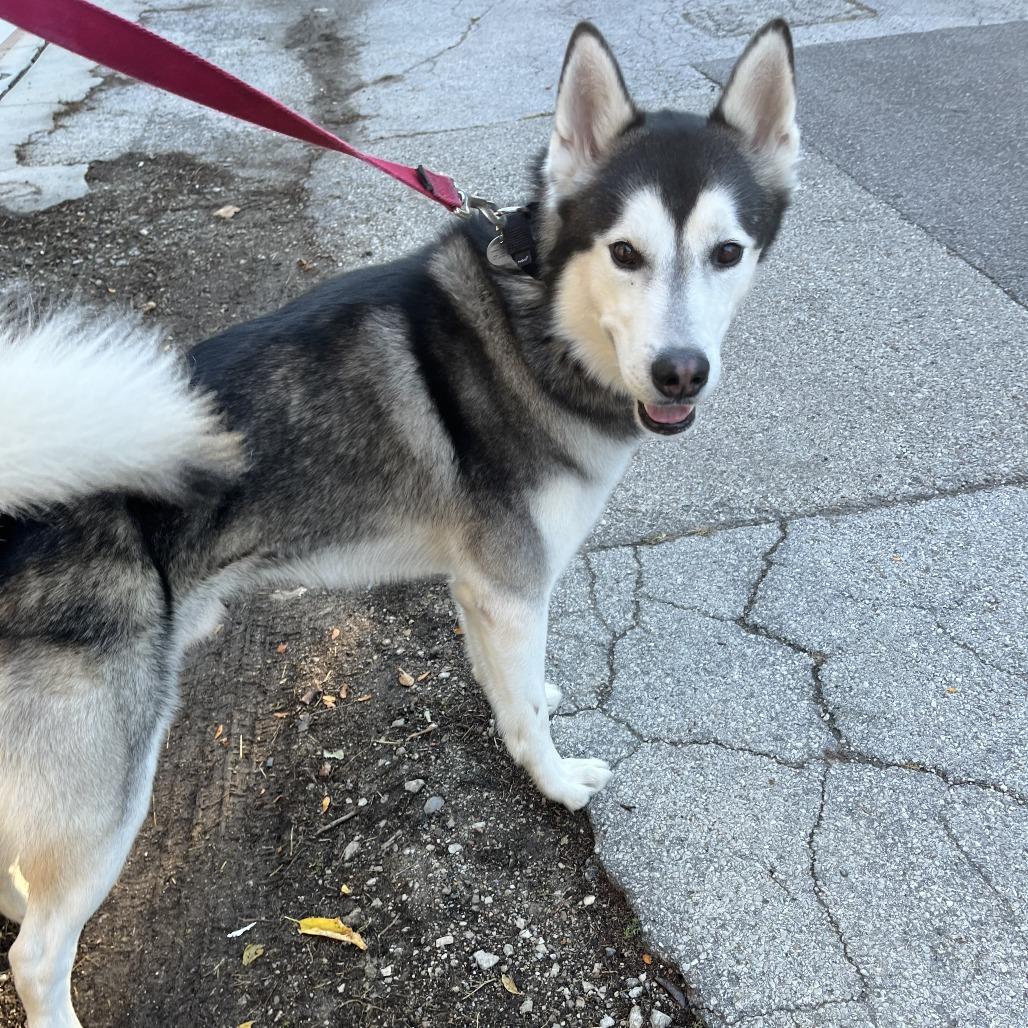 Benjy, Adoptable, Adult Male Siberian Husky.