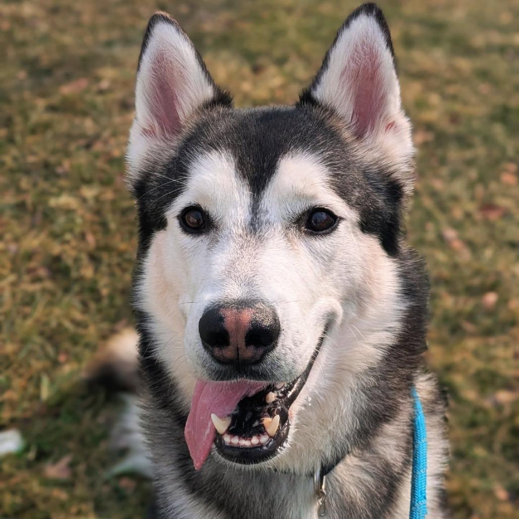 Benjy, a Adoptable Siberian Husky in Oak Park, IL image 2/6