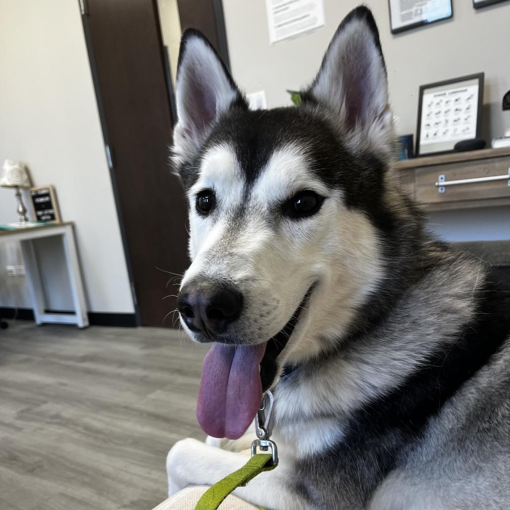 Benjy, a Adoptable Siberian Husky in Oak Park, IL image 3/6