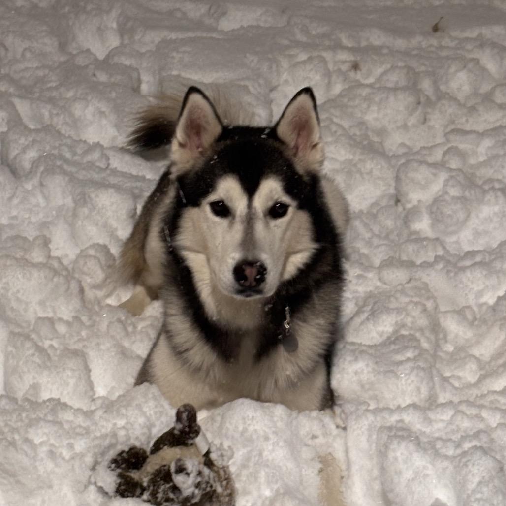 Benjy, a Adoptable Siberian Husky in Oak Park, IL image 4/6