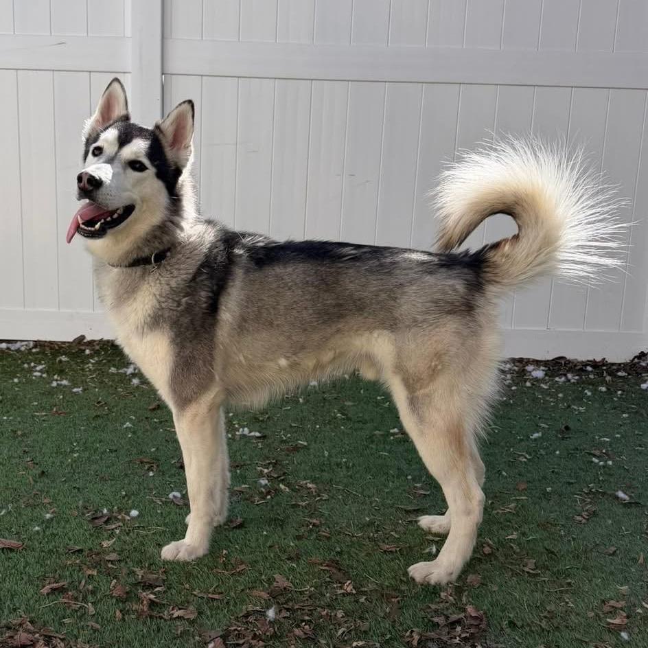 Benjy, a Adoptable Siberian Husky in Oak Park, IL image 5/6