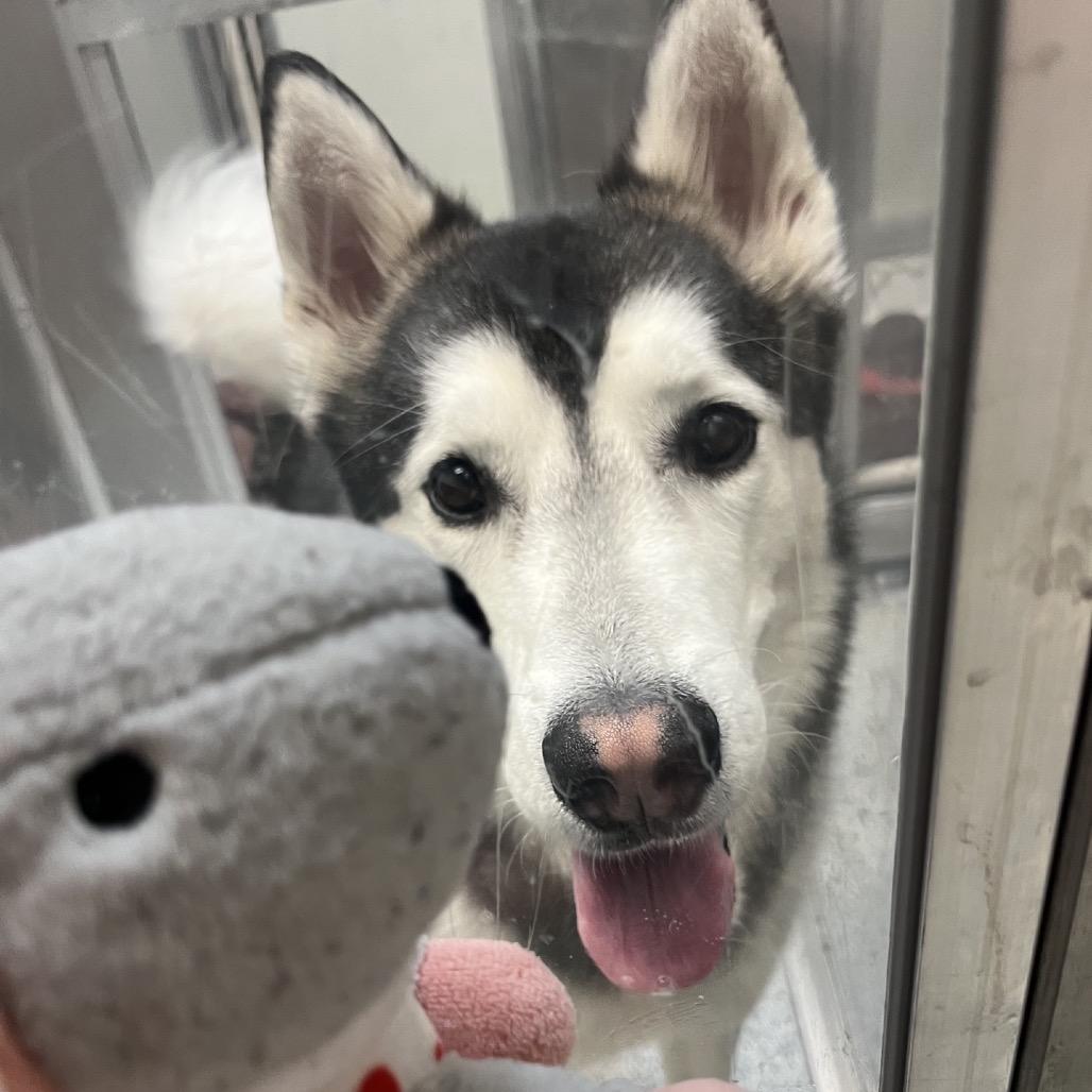 Benjy, a Adoptable Siberian Husky in Oak Park, IL image 6/6