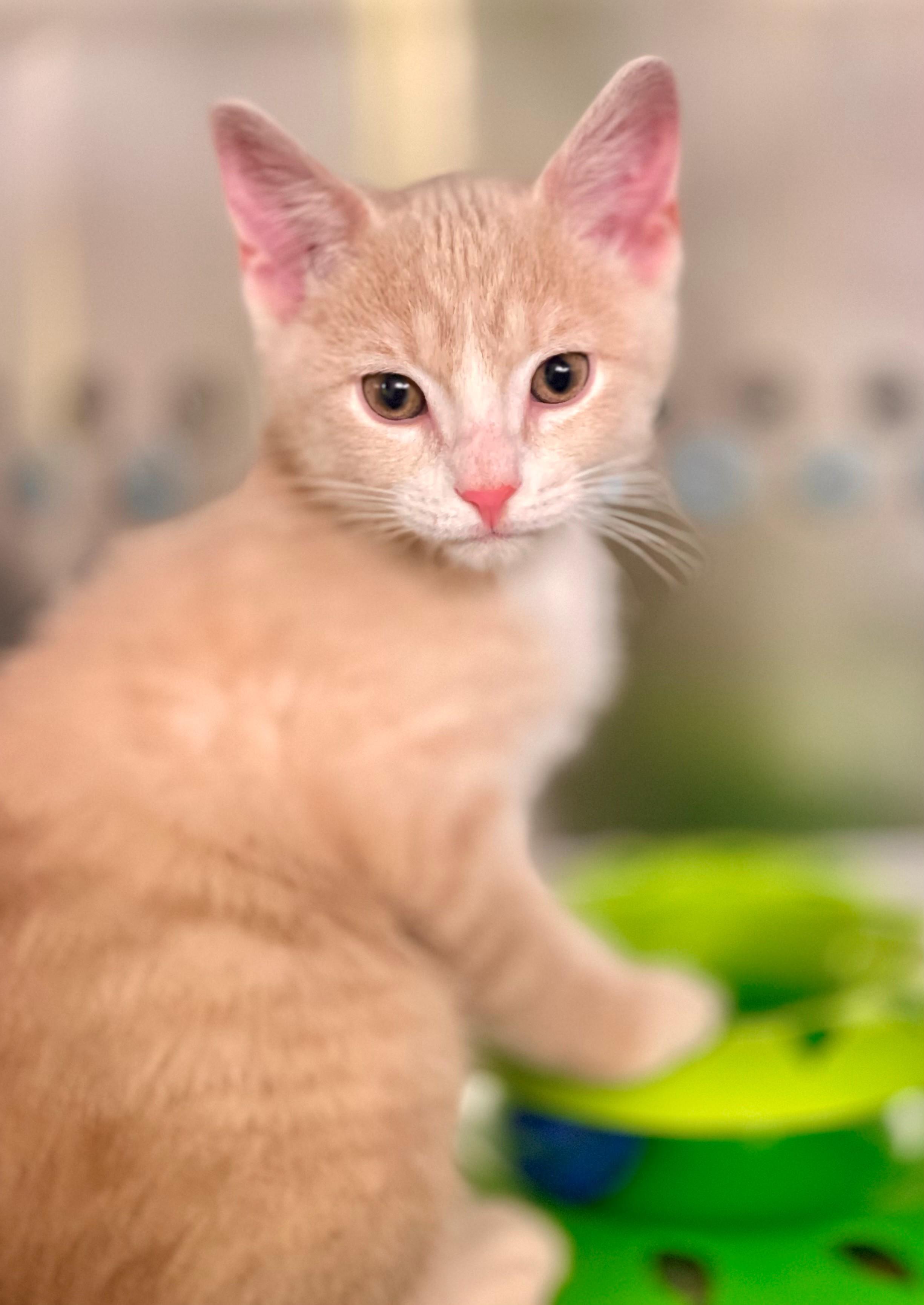 Enlarge Fizz, an adopted Domestic Short Hair in Hamilton, ON image 1/2