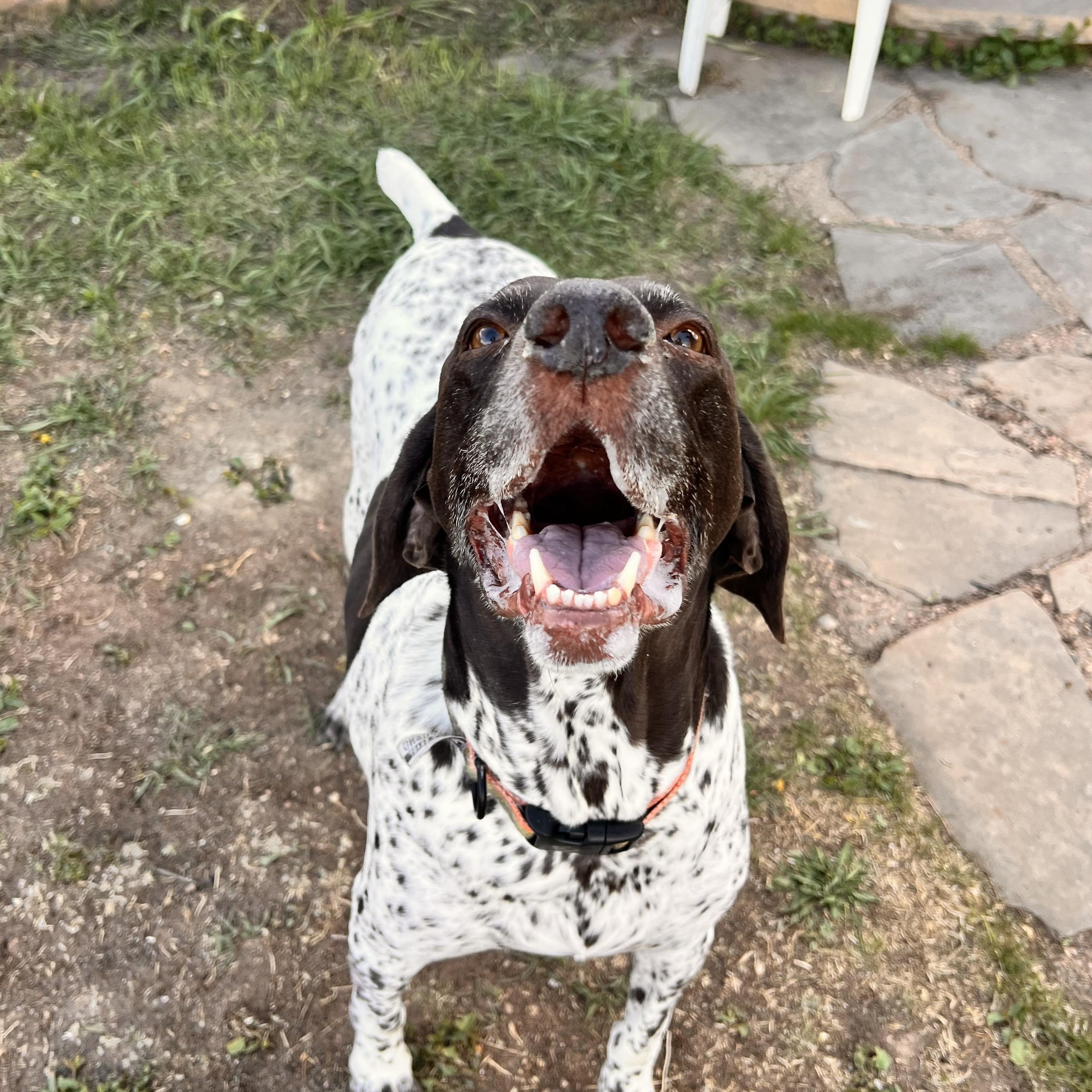 Enlarge Link, an adopted German Shorthaired Pointer in Loveland, CO image 4/6