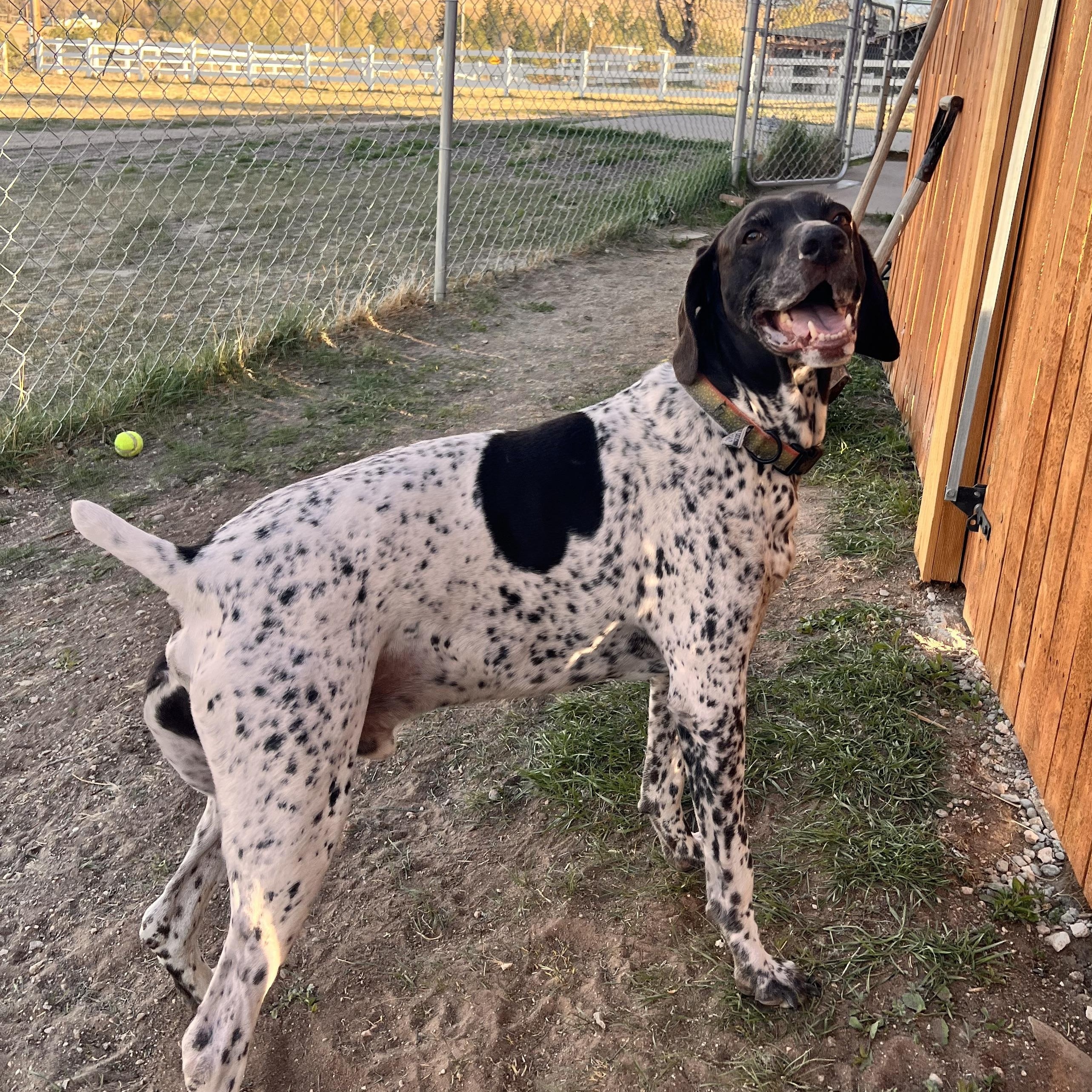 Link, ADOPTABLE, Adult Male German Shorthaired Pointer.