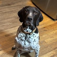 Enlarge Link, an adopted German Shorthaired Pointer in Loveland, CO image 3/6