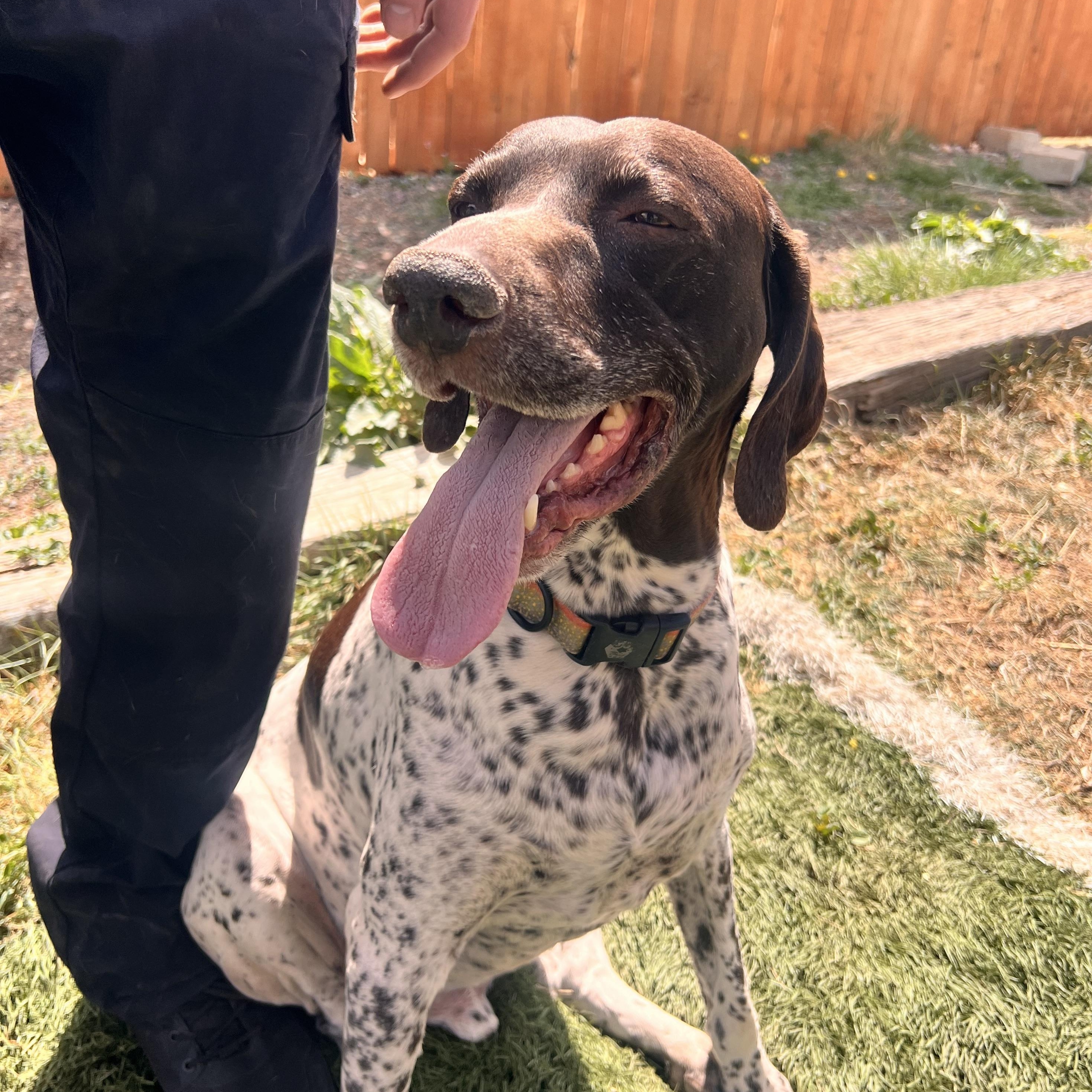 Enlarge Link, an adopted German Shorthaired Pointer in Loveland, CO image 1/6