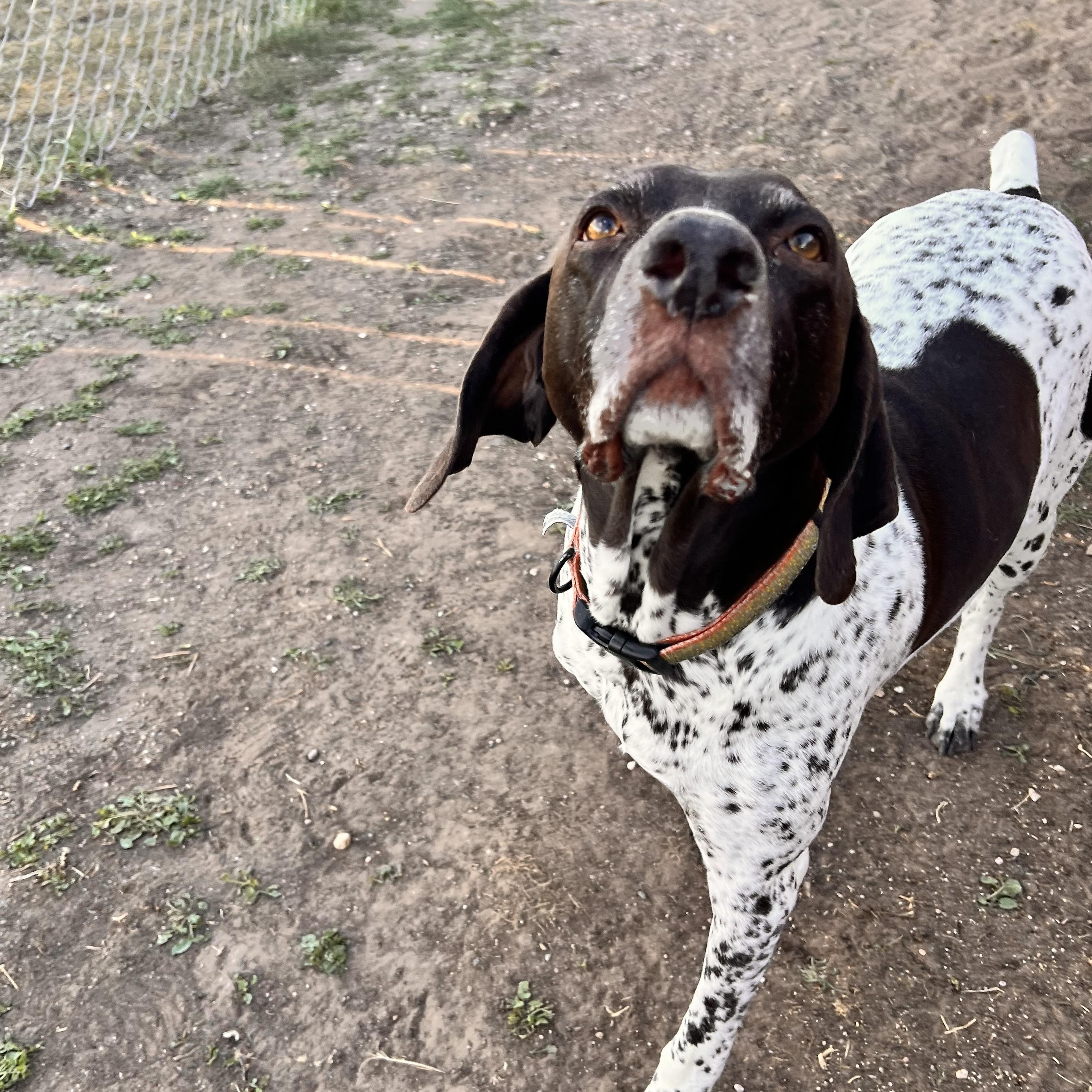 Enlarge Link, an adopted German Shorthaired Pointer in Loveland, CO image 5/6