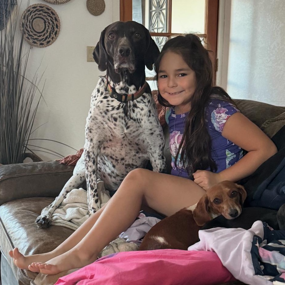 Enlarge Link, an adopted German Shorthaired Pointer in Loveland, CO image 6/6