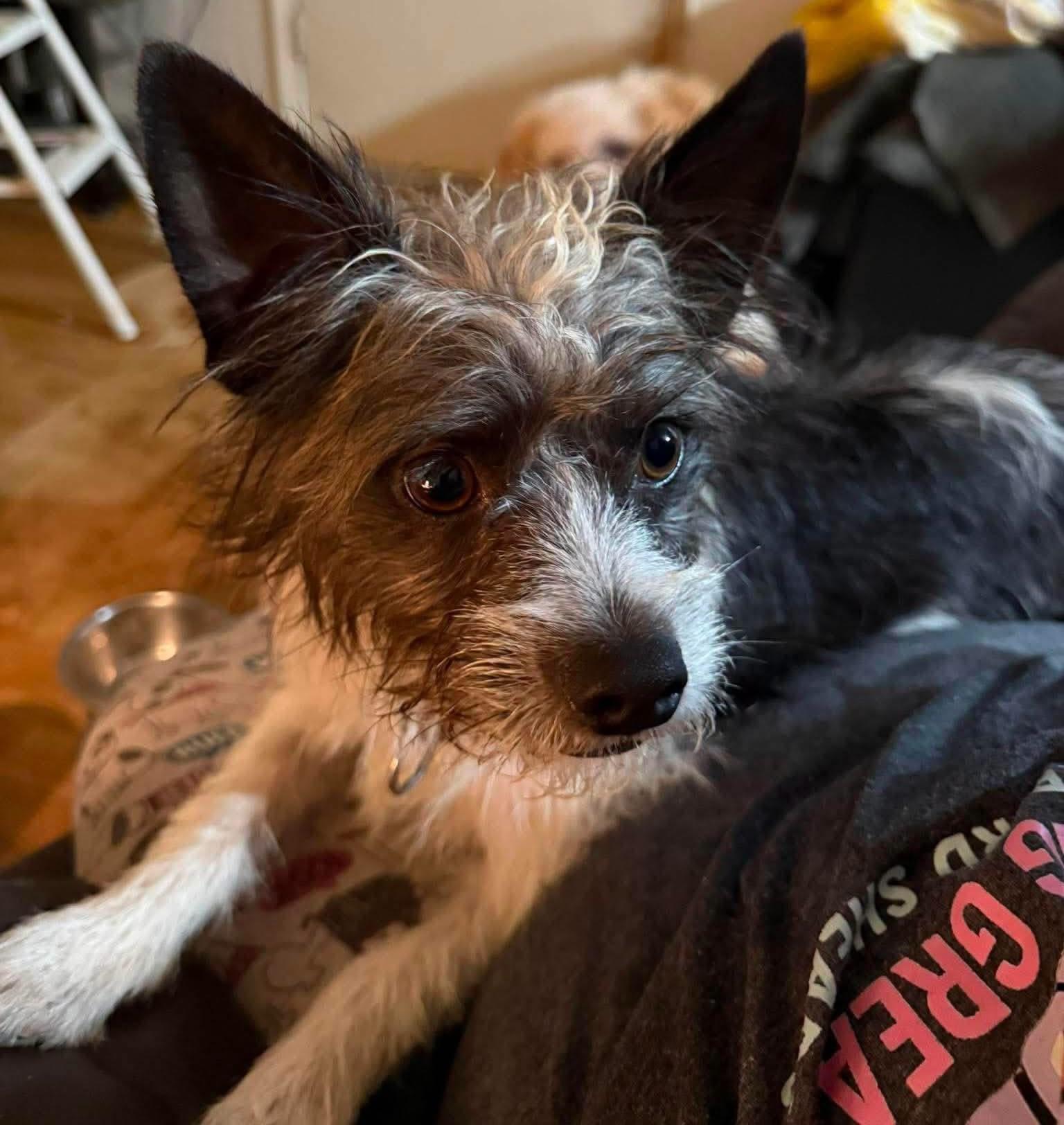 Enlarge Chewy, a Adoptable mixed breed in Southington, CT image 3/6