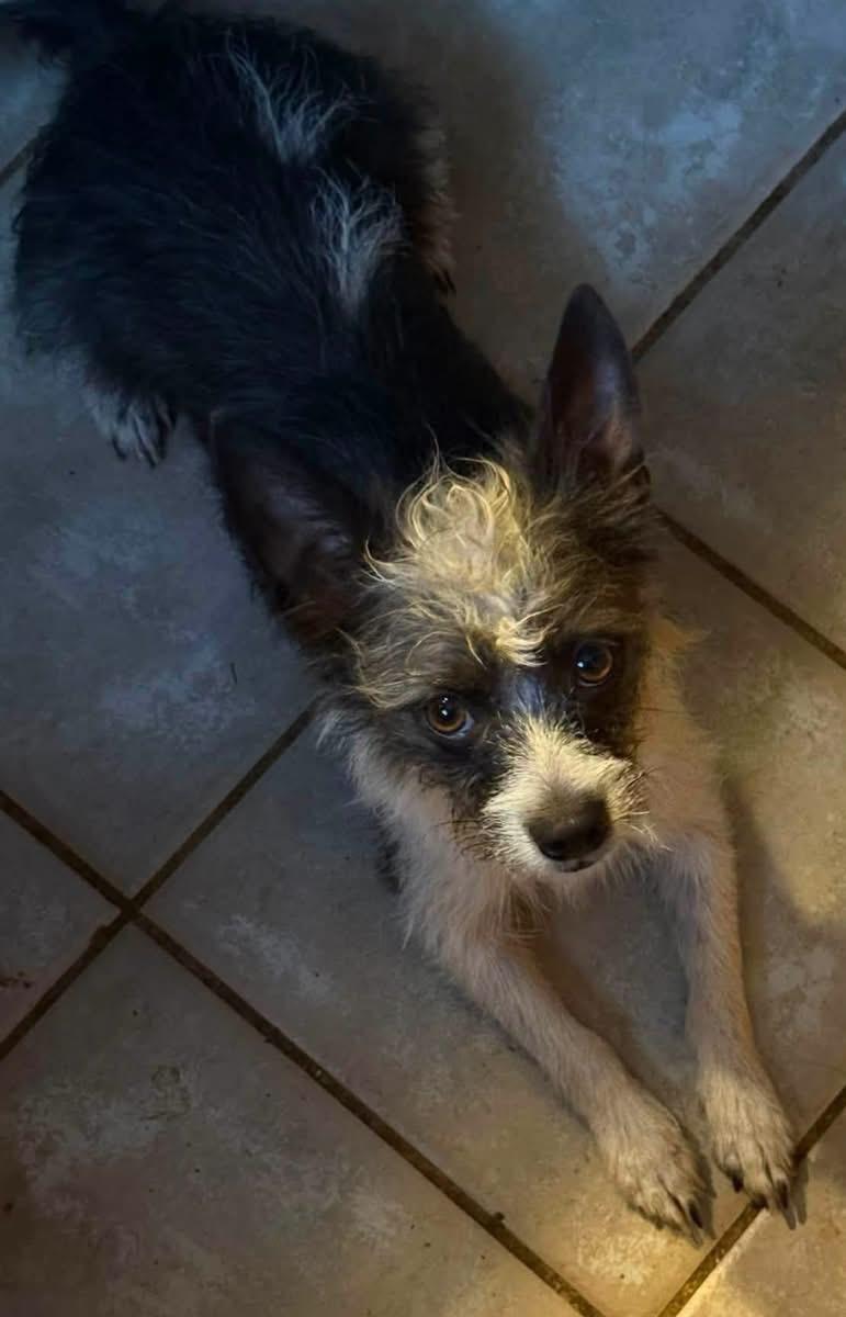 Enlarge Chewy, a Adoptable mixed breed in Southington, CT image 6/6
