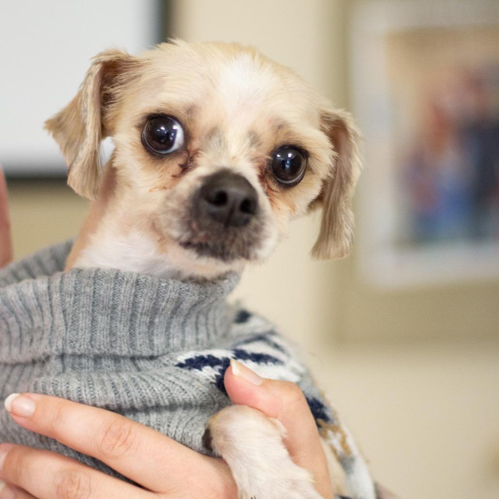 Princeton 22093 — thumbnail 3