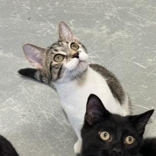 SKYE, a Adoptable mixed breed in Wilmington, OH image 3/4