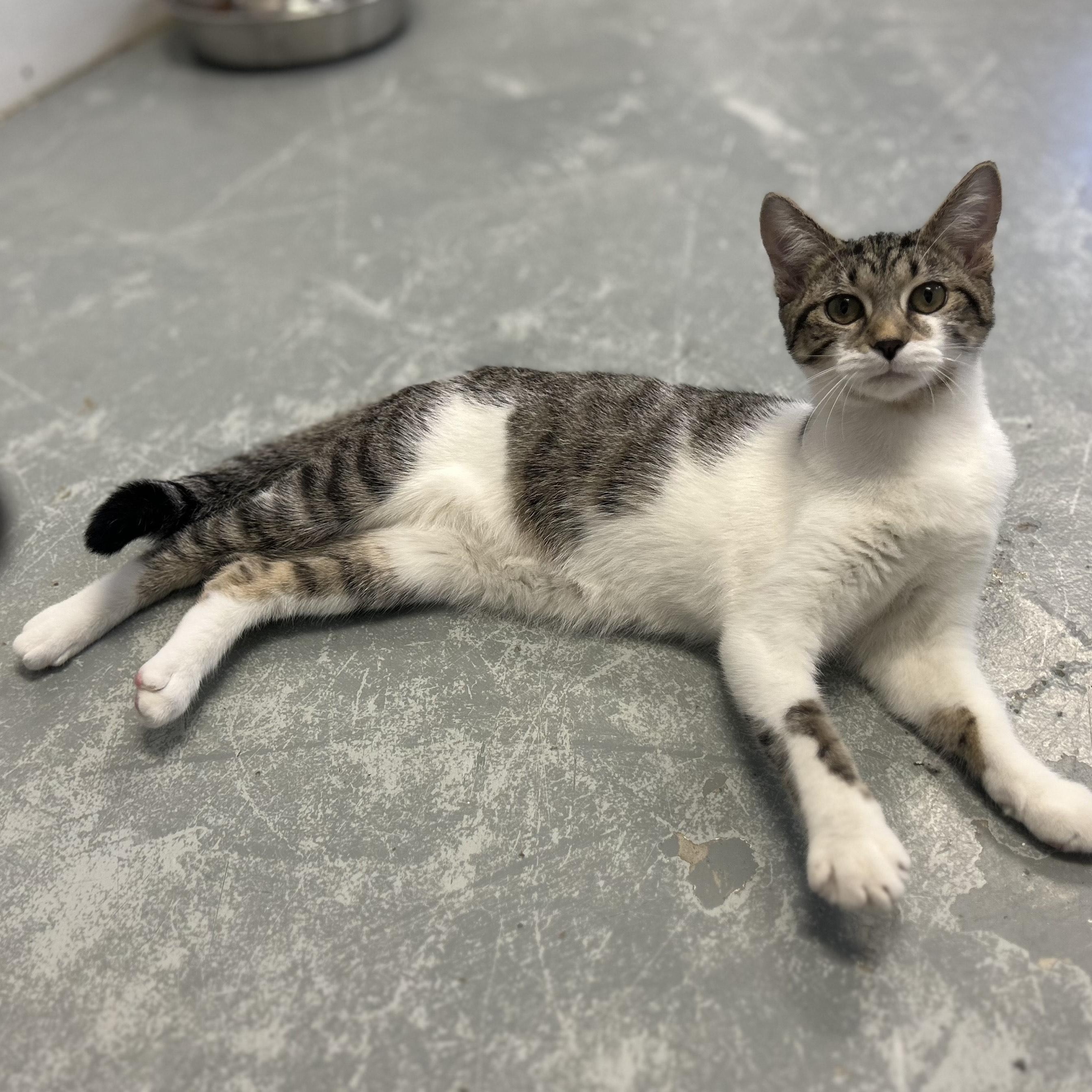 SKYE, a Adoptable mixed breed in Wilmington, OH image 2/4