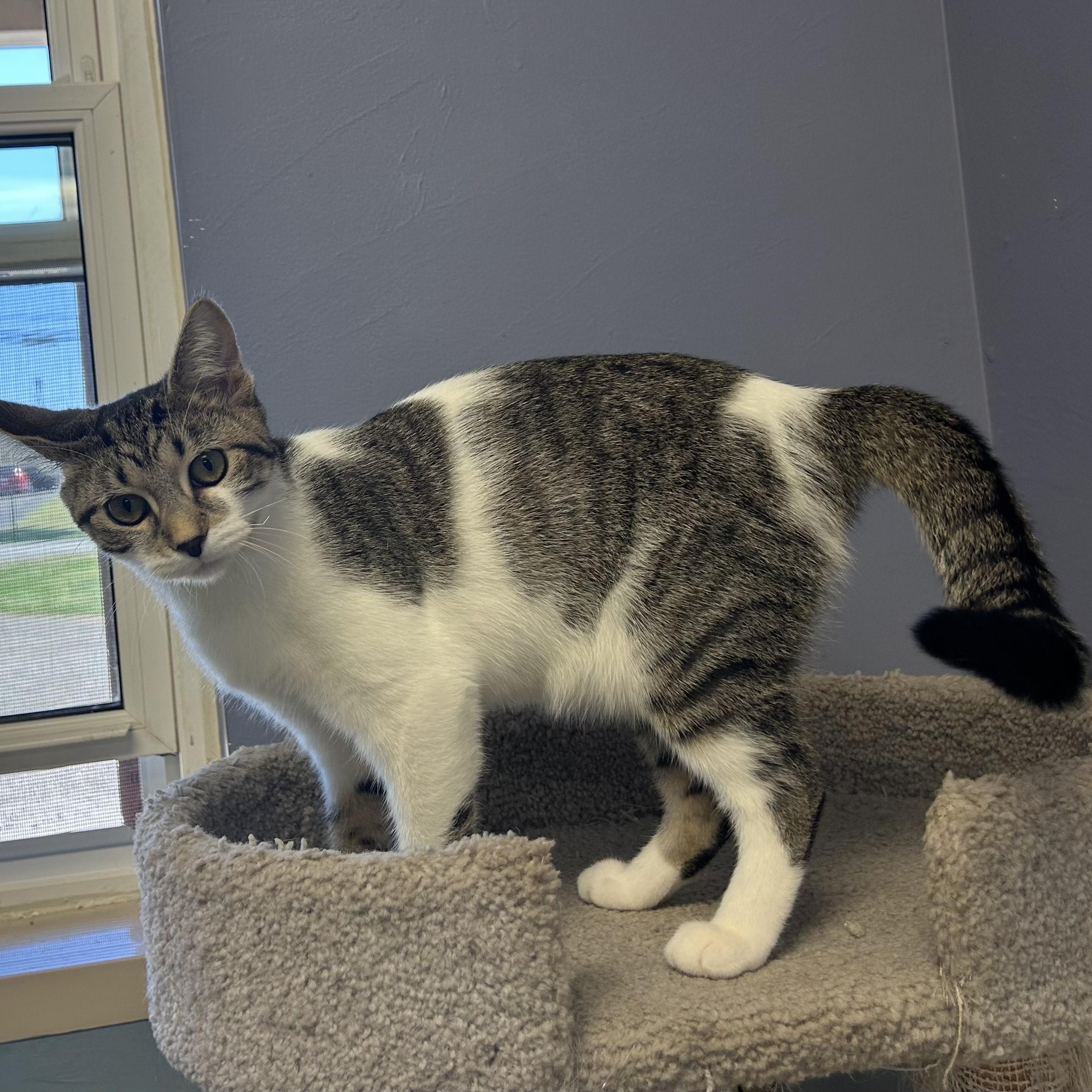 SKYE, Adoptable, Young Female Domestic Short Hair & Domestic Medium Hair.