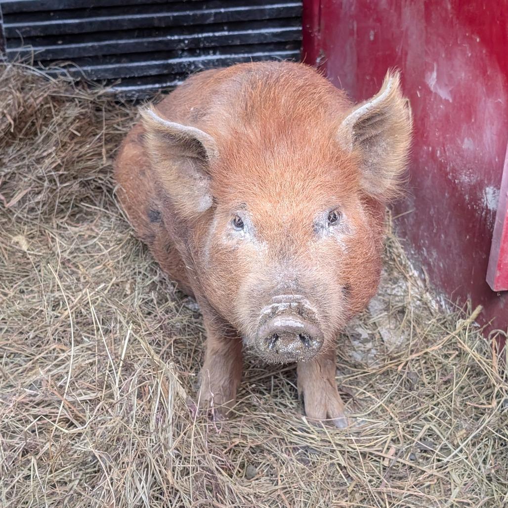 Enlarge Hop a long, an adopted Pig in West Plains, MO image 1/1
