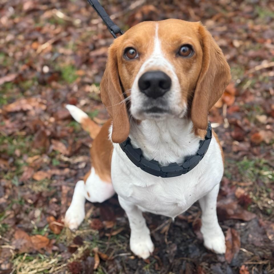 Nardo, ADOPTABLE, Young Male Beagle.