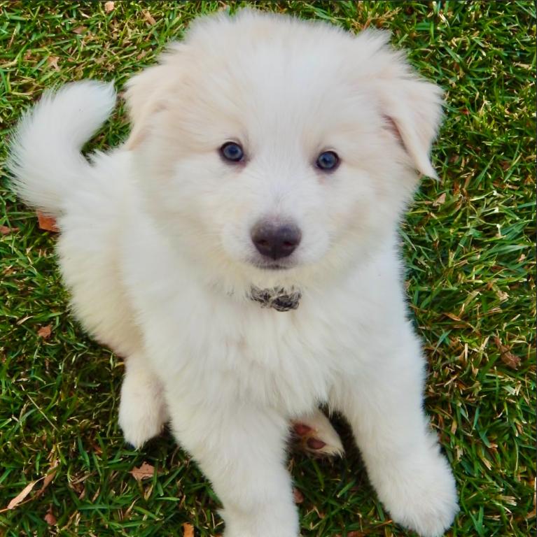 Enlarge Neo, a ADOPTABLE mixed breed in Mead, CO image 1/1