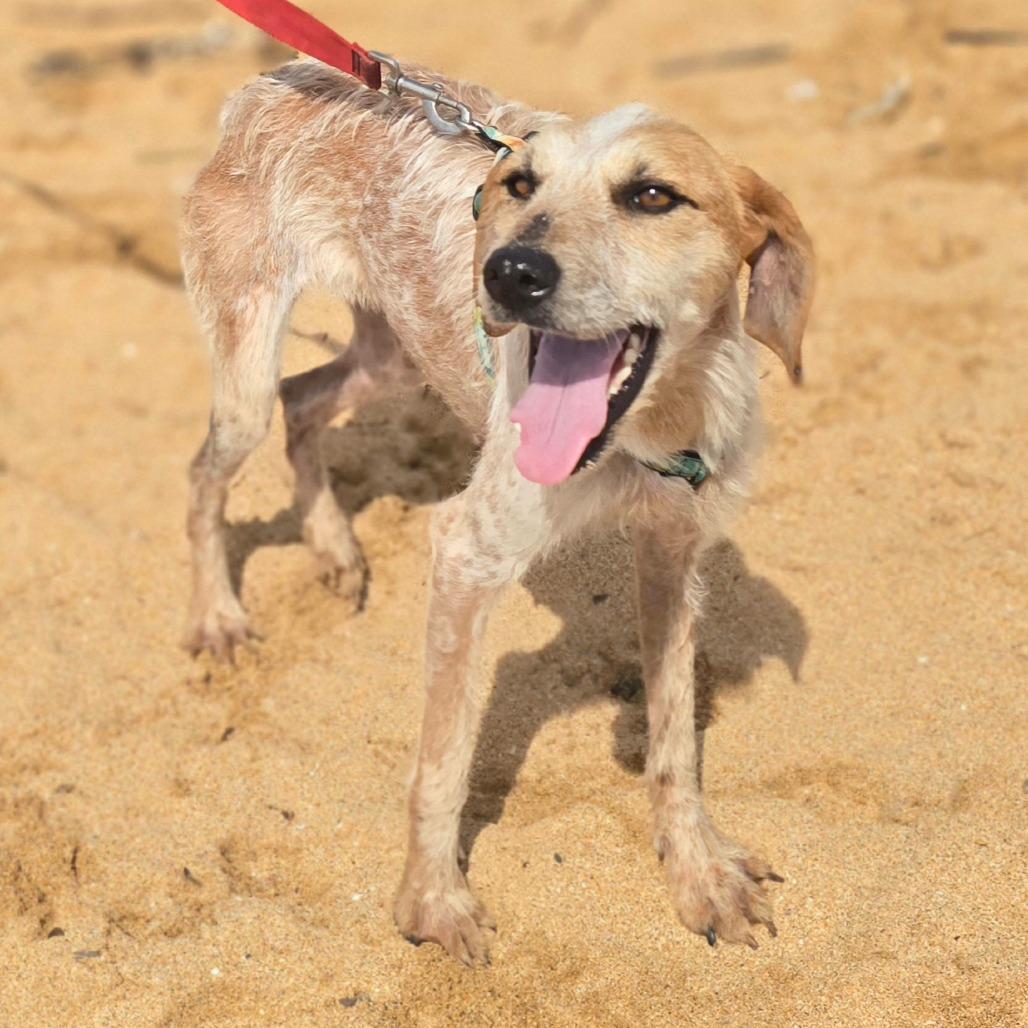 Enlarge Honey Bunny, a Adoptable Coonhound in Kilauea, HI image 1/6