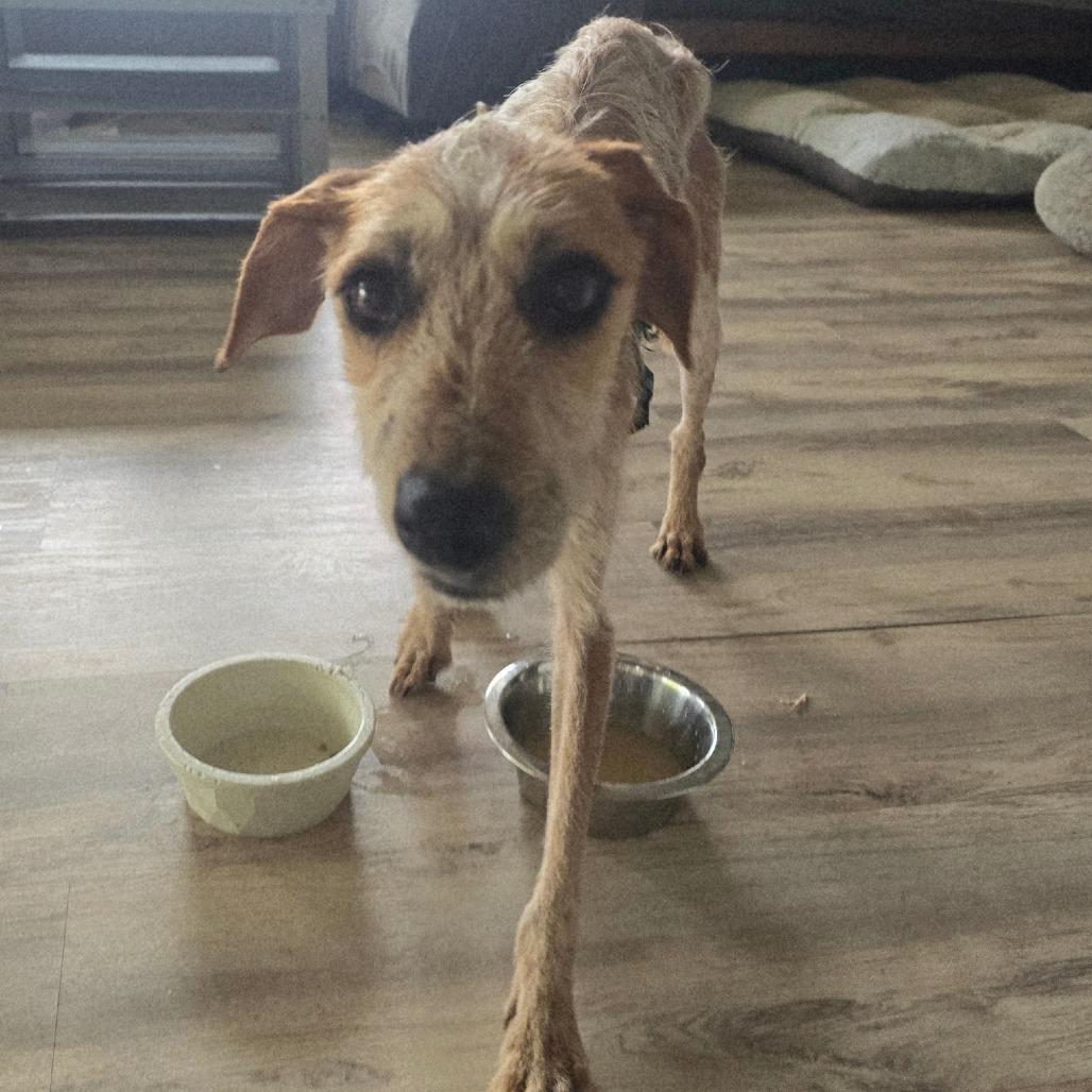 Enlarge Honey Bunny, a Adoptable Coonhound in Kilauea, HI image 2/6