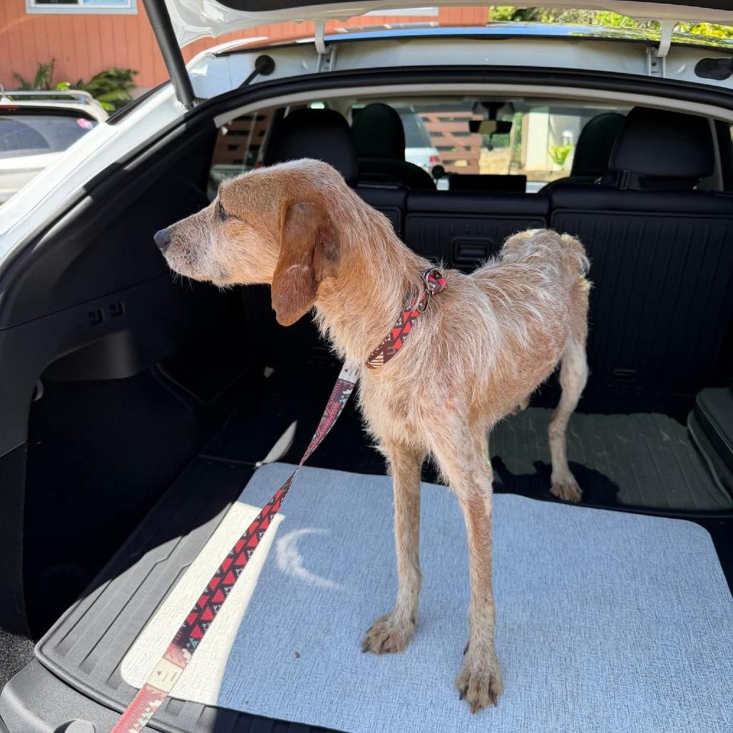 Enlarge Honey Bunny, a Adoptable Coonhound in Kilauea, HI image 3/6