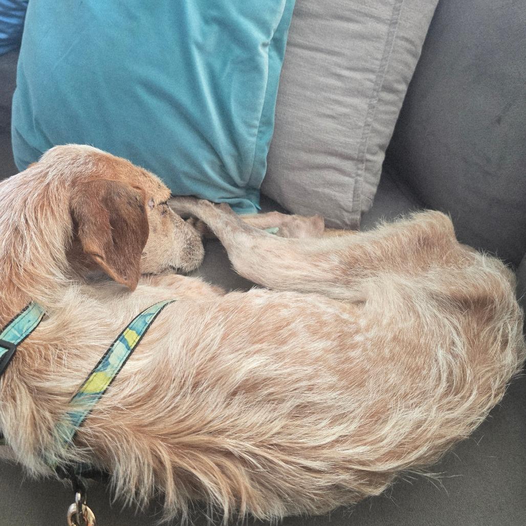 Enlarge Honey Bunny, a Adoptable Coonhound in Kilauea, HI image 4/6