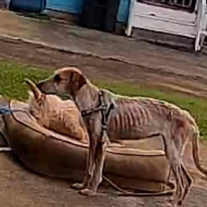 Enlarge Honey Bunny, a Adoptable Coonhound in Kilauea, HI image 5/6