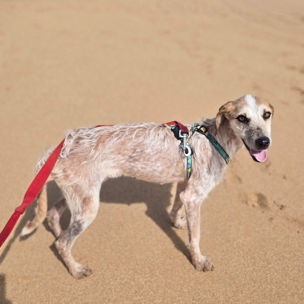Enlarge Honey Bunny, a Adoptable Coonhound in Kilauea, HI image 6/6