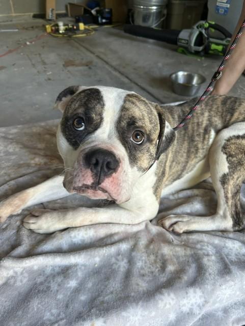 Enlarge BRUCE, a Adoptable mixed breed in Newton, NC image 1/1