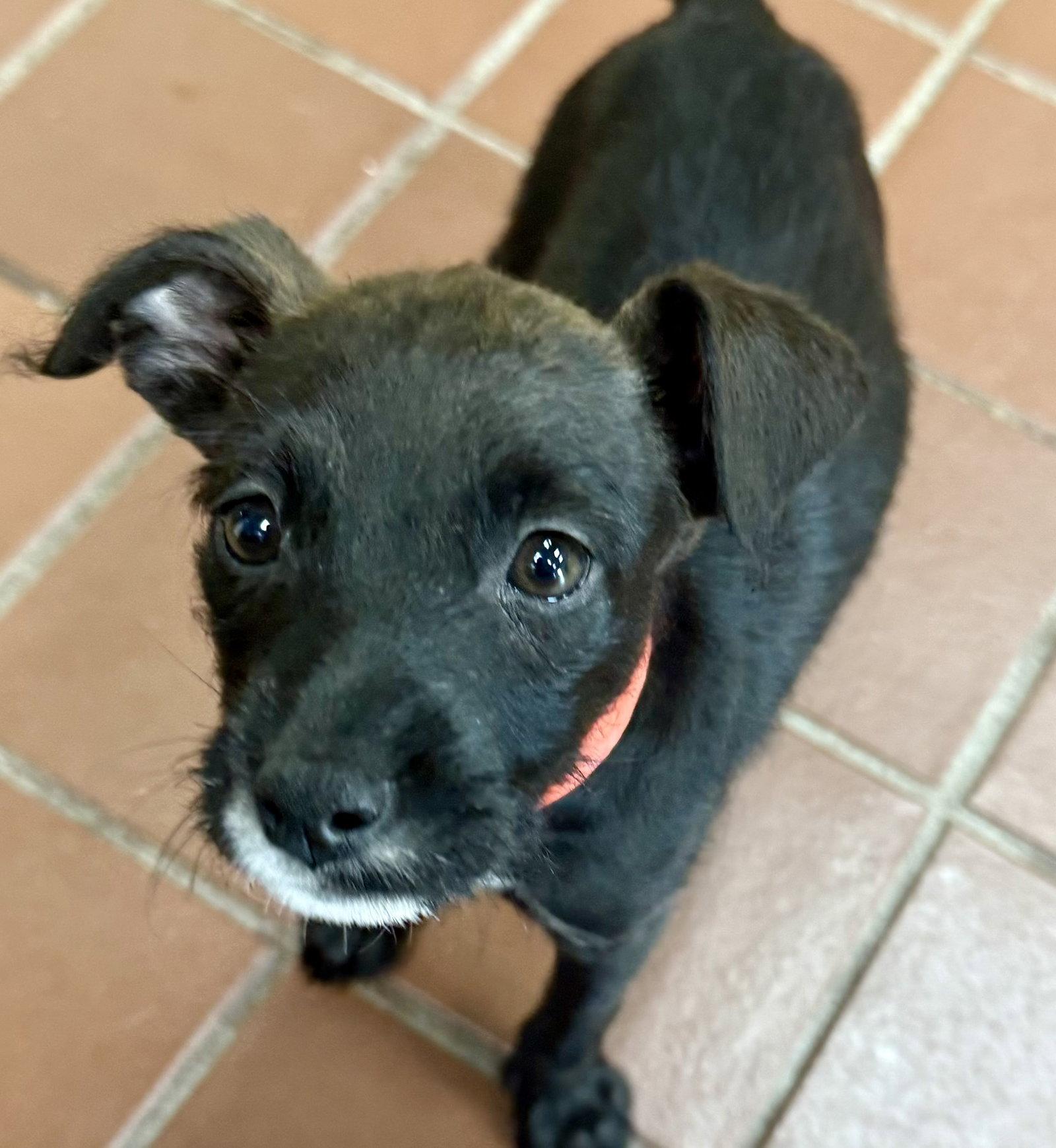 Enlarge Tux, a Adoptable Terrier in Lake Hopatcong, NJ image 1/3